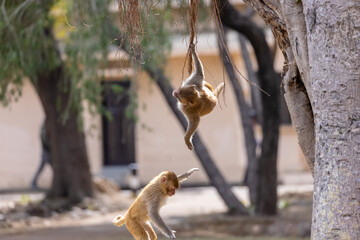 Rhesus macaque (Macaca mulatta) or Indian Monkey play full mode in the forest of corbett.