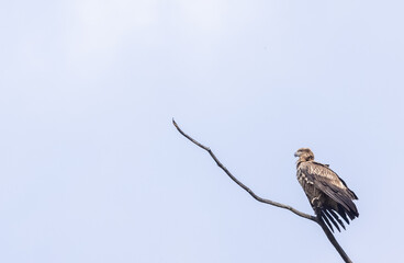 Steppe Eagle (Aquila nipalensis) Perching at the top of tree.