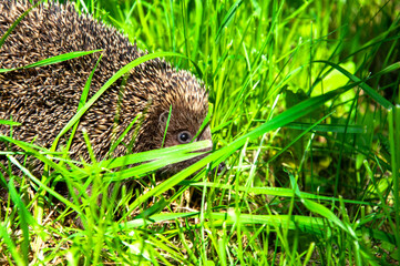 A hedgehog forages through thick grass under bright sunlight, showcasing its natural habitat in a lively outdoor environment