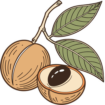 Illustration of a langsat fruit with leaves