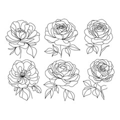 set of roses.  Rose flowers in fine line art style. Detailed botanical vector illustration. Collection flowers. For floral-themed designs, wedding invitations,