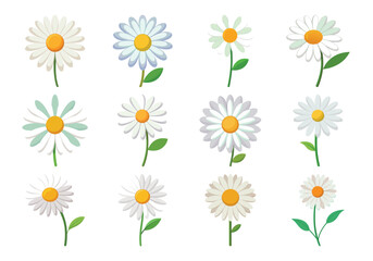 daisies on white