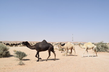 Obraz premium Camel herd, Saudi Arabia