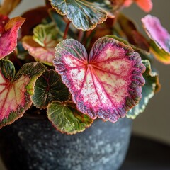 Close-up of a vibrant, variegated plant.  Heart-shaped leaves display a mix of pink, red, and green.  Dark gray pot