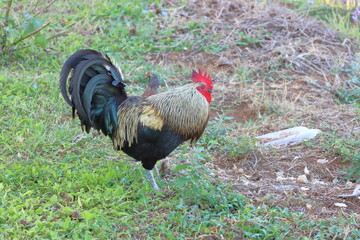 the rooster is in a green grass,Colorful rooster in the garden. Rooster on the farm.