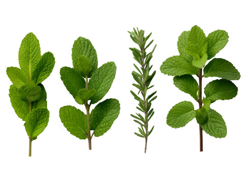 set / collection of fresh green mint leaves, twigs and tips in different positions isolated over a white or transparent background, cut-out cooking / food, cocktail, tea or essential oil de 14404614 1