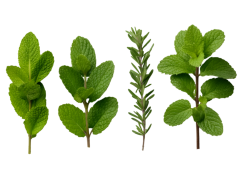 set / collection of fresh green mint leaves, twigs and tips in different positions isolated over a white or transparent background, cut-out cooking / food, cocktail, tea or essential oil de 14404614 1