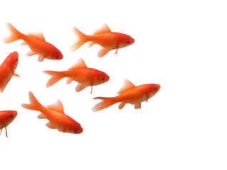 set of goldfish many poses png white or transparent 18153263 1
