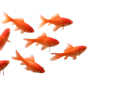 set of goldfish many poses png white or transparent 18153263 1