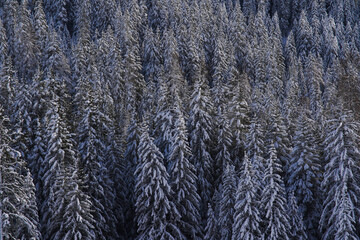 Dichter verschneiter Tannenwald in den Schweizer Alpen