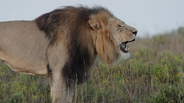 4k 30p video of a powerful lion (Panthera leo) roaring in the wild near Gqeberha, Eastern Cape, South Africa. Captures raw strength and majesty - ideal for wildlife, safari, and nature projects.