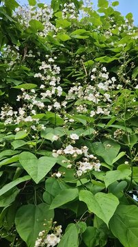Catalpa tree laden with clusters of white, bell shaped flowers and large, heart-shaped leaves. The blossoms in various stages from bud to full bloom, are interspersed among the rich green foliage