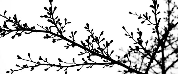 Naklejka premium Elegant black silhouette branches against crisp white background, frame, nature