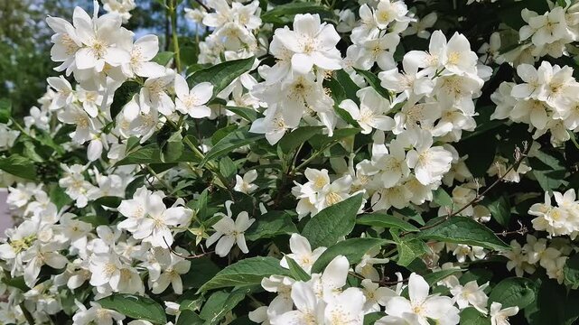 Dense cluster of Mock Orange blossoms, delicate white flowers with fragrant bright yellow stamens. Lush green leaves are interspersed among the profusion of bloom