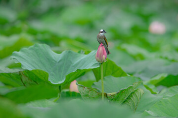 A little bird resting on a lotus leaf
