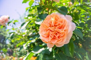 アプリコットピンクのバラ ― 優美さと気品をたたえた花の姿｜Apricot Pink Rose — A Bloom of Grace and Elegance