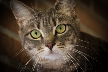 my cat ubunta in relax on the balcony