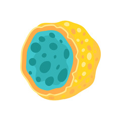 Lysosomes Cell organelle structure anatomy
