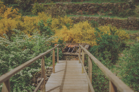 Fototapeta wooden bridge in the forest