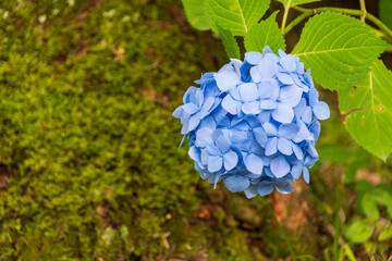 苔むす地面を背景に浮かぶ丸い青いアジサイの花房