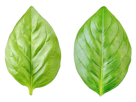Two bright green leaves isolated on a black background