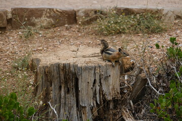 Squirrel in the nature