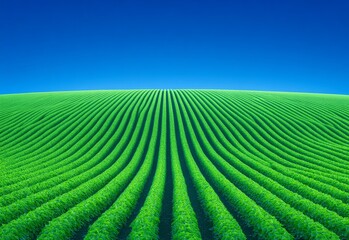 A blue sky overlooks a hill where rows of soybeans have been planted in the leftover stubble of corn