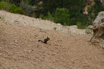 Squirrel in the nature