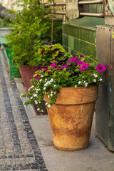 Rustic flower pot with blooming pink and white petunias placed on a sidewalk.