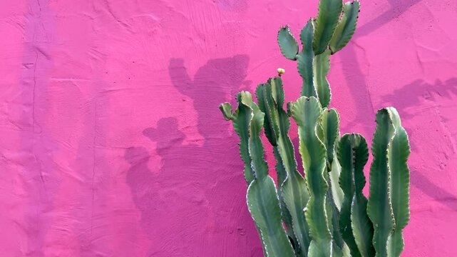 Euphorbia canariensis or Cardon canario cactus plants on a pink stone wall background.Tropical exotic succulents concept with copy space,4K