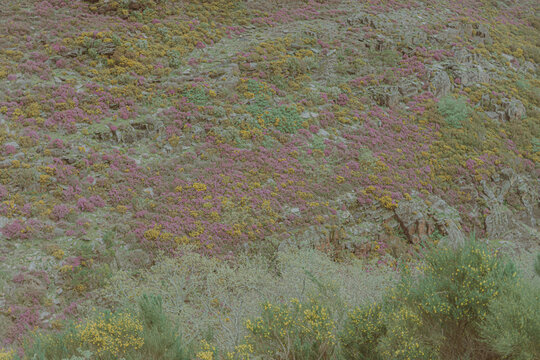 wildflowers in the mountains