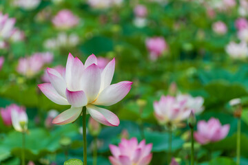 広がる蓮の花と葉の群生風景
