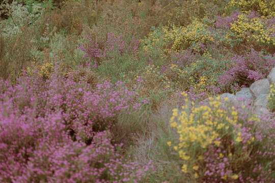 Fototapeta field of lavender flowers