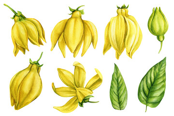 Ylang Ylang Watercolor Flowers Buds Botanical Yellow Petals Green Leaves Tropical Clipart Set Natural Spa and Aromatherapy Design