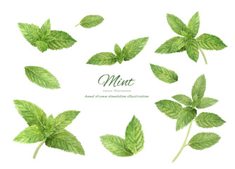 水彩で描いたミントのイラスト © fuufuu