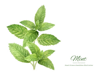 水彩で描いたミントのイラスト © fuufuu