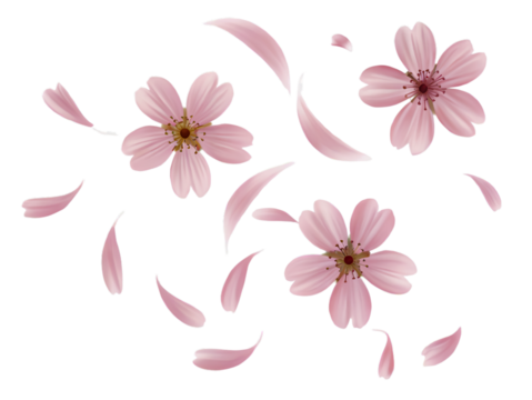 Delicate pink cherry blossoms falling petals spring floral design soft on transparent background