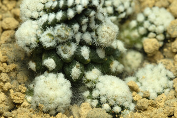 Close up Capiapoa tanuissima fungal infection at rocky ground desert soil