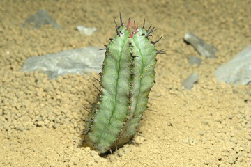 Close up Euphorbia Horrida on artificial habitat, live at rocky ground on desert with stone