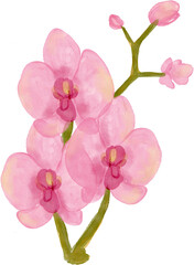 Orchid Flower and Branch