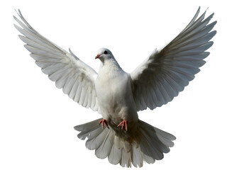 Obraz premium White dove in flight wings spread peaceful bird animal wildlife nature on transparent background