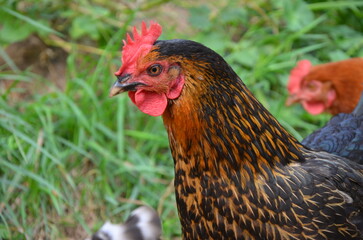 Close-up of a hen with red and black feathers outdoors