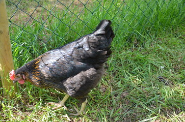 Black chicken with gold feathers pecking grass near a fence