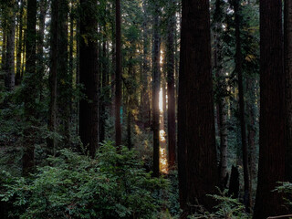 Sequoia Forest, green and calm, is crossed by a ray of light coming from a sunset in California, USA