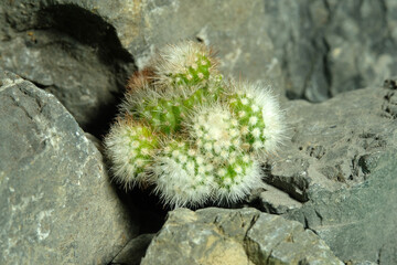 Close up Parodia rudibuenekeri on artificial habitat, live at rock cliff crevice stone surface