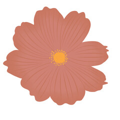 Peach Cosmos Flower