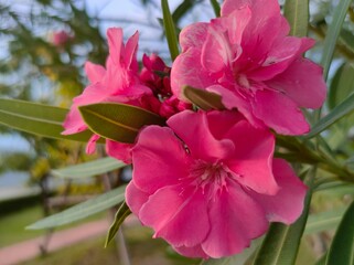 Close-up of pink flowers.