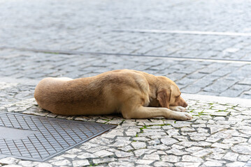 A caramel brown dog lying sleeping on the ground of a street.