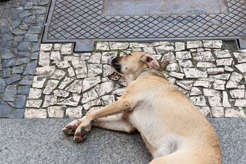 A caramel brown dog lying sleeping on the ground of a street.
