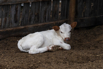 Rural scene of a small white baby calf lying down and curled up on the dirt next to a wooden fence. © Janice